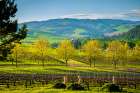 USA-WA-Walla Walla Spring morning on vineyard in Walla Wallas Mill Creek district Art Print